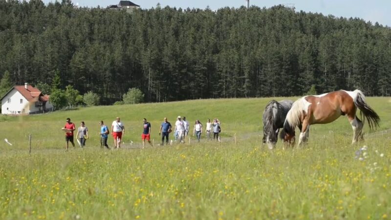 Grupa kolega šeta prostranim livadama Zlatibora pored konja